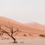 Unlocking the Power of Camegle: How to Maximize Your Online Presence