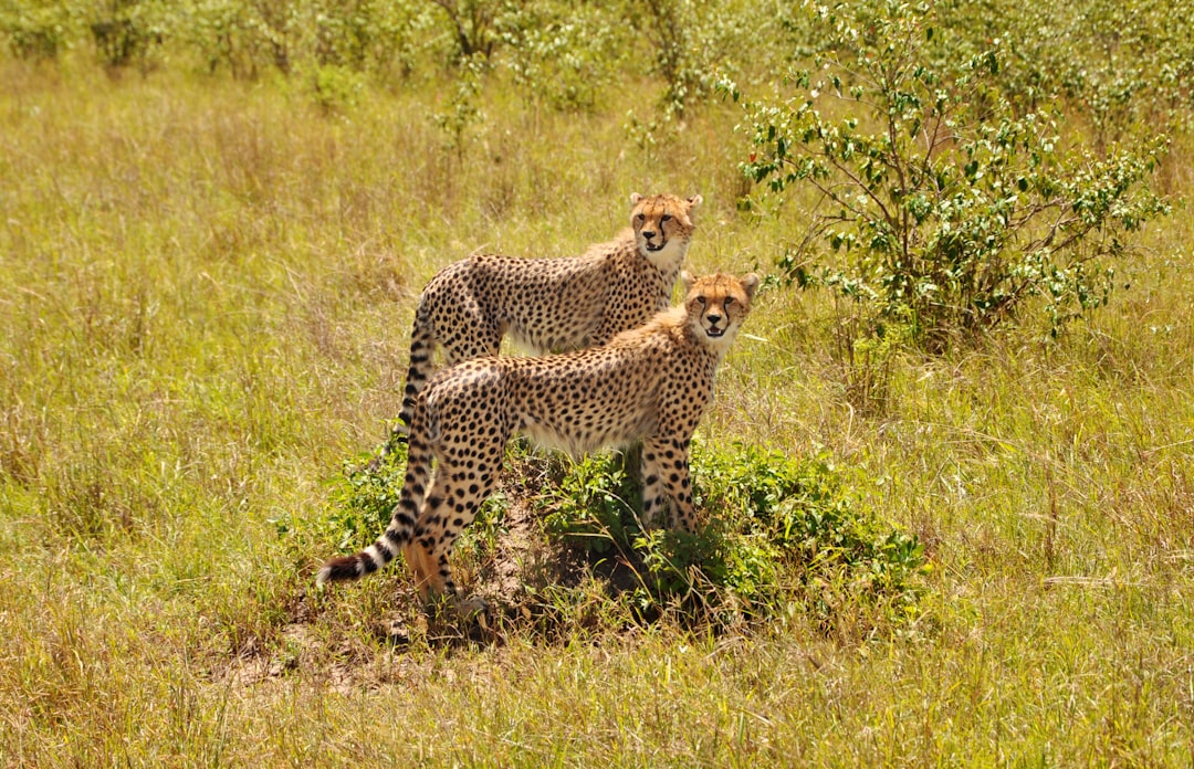 The Elusive King Cheetah: A Rare and Majestic Sight