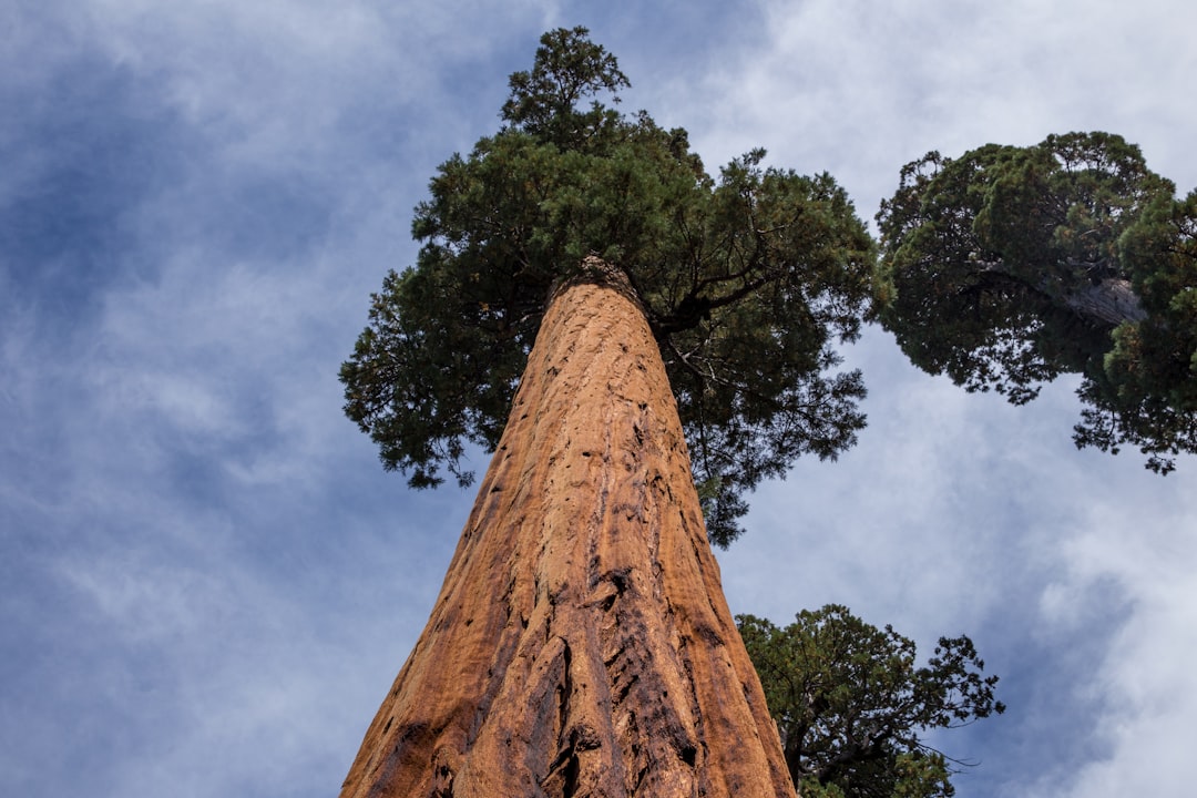 Exploring the Sequoia 2023: A Look into the Future