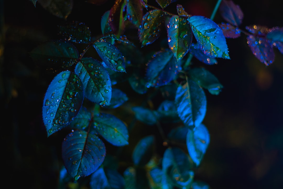 Discover the Shiny Wooper: A Rare and Adorable Pokémon